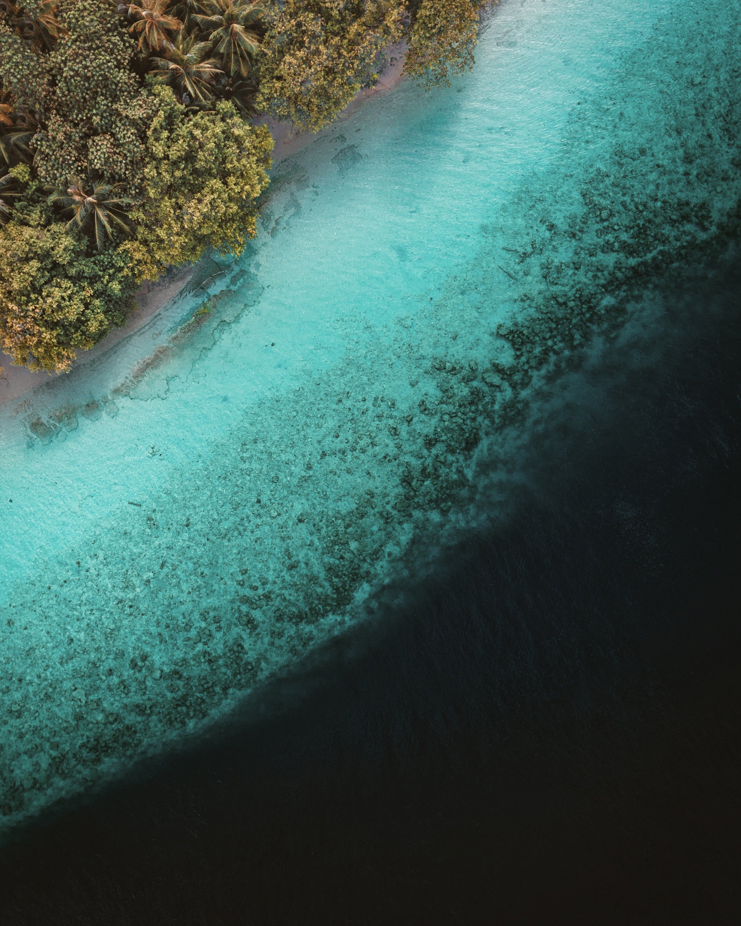 light blue water with mangrove trees 